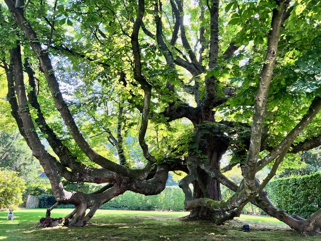 Alter verwurzelter Baum in einem Park